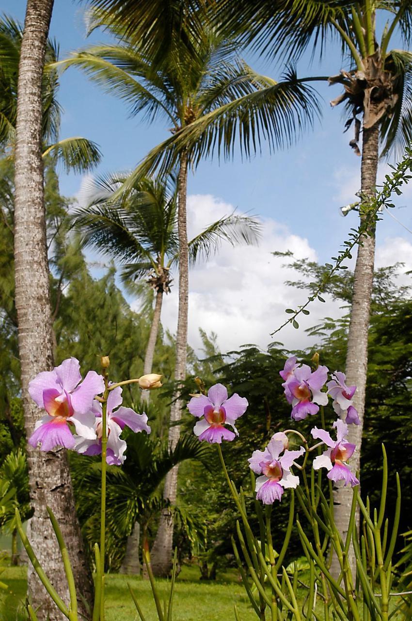 Young Island Resort Calliaqua 外观 照片